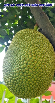 THÀNH QUẢ MÍT XÀI PHÂN BÓN HIỆU CON LƯỜI F35 TẠI ĐỒNG THÁP – TRÁI NÂY, MÃ ĐẸP TUYỆT VỜI!