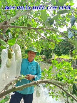 Mít mùa nghịch sử dụng phân bón hiệu Con Lười F35 vẫn cho trái to đẹp tại Tháp Mười, tỉnh Đồng Tháp