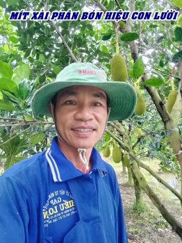 Quy trình bón phân hiệu Con Lười F35 cho vườn mít làm bông, nuôi trái vô trái loại 1 tốt nhất - Chia sẻ của anh Triệu tại Tháp Mười, tỉnh Đồng Tháp