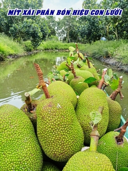 NÔNG DÂN THÁP MƯỜI, ĐỒNG THÁP THU HOẠCH MÍT TRÚNG MÙA – BÁN ĐƯỢC GIÁ, BÍ QUYẾT TỪ PHÂN BÓN HIỆU CON LƯỜI F35