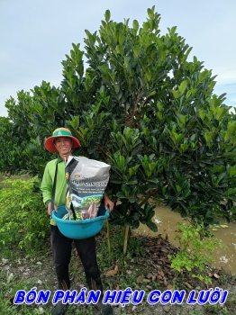 Nông Dân Trồng Mít Ruột Đỏ Chia Sẻ Hiệu Quả Thực Tế Khi Sử Dụng Phân Bón Hiệu Con Lười F35