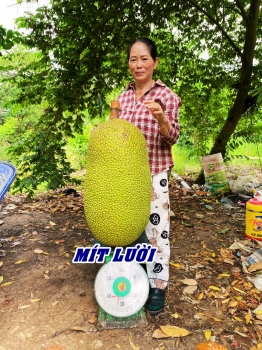 Vì sao phân bón hiệu Con Lười F35 được nông dân trồng mít ưu tiên lựa chọn hàng đầu?