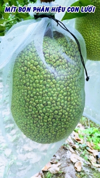 Vườn mít 20 tháng tuổi của anh Trí ở huyện Cái Bè, tỉnh Tiền Giang sử dụng phân bón hiệu Con Lười F35 bắt đầu cho trái