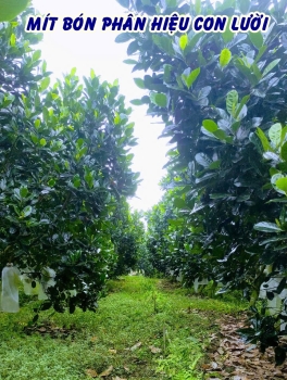 Quá trình làm bông nuôi trái của vườn mít thái sử dụng phân bón hiệu Con Lười F35 tại  huyện Cái Bè, tỉnh Tiền Giang