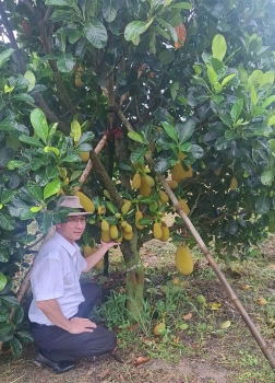 GHÉ THĂM 20 HA MÍT XÀI PHÂN BÓN HIỆU CON LƯỜI F35 TẠI CỜ ĐỎ, CẦN THƠ: CÂY SUNG, BÔNG ĐẸP, SẴN SÀNG NUÔI LỨA TRÁI ĐẦU