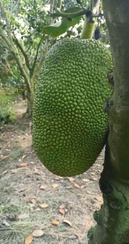 Ghé thăm vườn mít lão 7 năm tuổi của anh Triệu tại Mỹ An – Tháp Mười, Đồng Tháp đang xài phân bón hiệu Con Lười F35