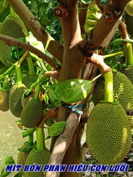 Vườn mít sử dụng phân bón hiệu Con Lười F35 của anh Triệu tại Tháp Mười, tỉnh Đồng Tháp