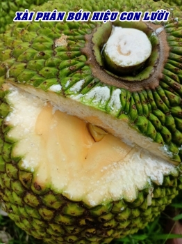 Test Mít Thái Xài Phân Bón Hiệu Con Lười F35 Tại Nhà Anh Thọ – Mỹ An 4, Tháp Mười, Đồng Tháp