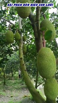 Vì sao Phân Bón Hiệu Con Lười F35 được bà con phục hồi tốt vườn mít lão?