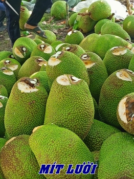 Bí quyết cho trái mít nây, cơm vàng, mã đẹp, nặng ký - Sử dụng phân bón hiệu Con Lười F35