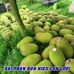 Ngày 29/10/2025, anh Triệu – nhà vườn tại Tháp Mười, Đồng Tháp đã thu hoạch được 2 tấn mít Thái xài phân bón hiệu Con Lười F35.