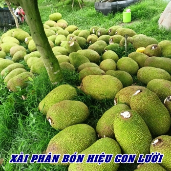 Ngày 29/10/2025, anh Triệu – nhà vườn tại Tháp Mười, Đồng Tháp đã thu hoạch được 2 tấn mít Thái xài phân bón hiệu Con Lười F35.