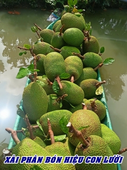 Vì Sao Phân Bón Hiệu Con Lười F35 Giúp Vườn Mít Trúng Mùa?