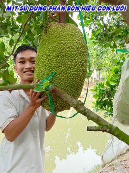 Đột phá  về năng suất và chất lượng trái tại vườn mít sử dụng phân bón hiệu Con Lười của anh Đăng tại huyện Tháp Mười, tỉnh Đồng Tháp