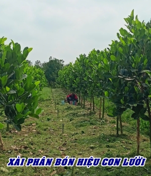 Ghé thăm vườn mít tơ 8 tháng của anh Triệu tại Tháp Mười tại Đồng Tháp sử dụng phân bón hiệu Con Lười F35