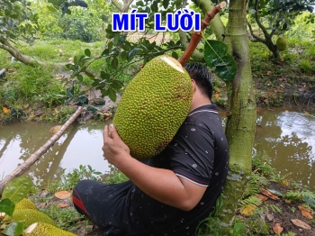 Thu Hoạch Mít Lười Tại Tiền Giang – Trái Nây, Mã Đẹp Nhờ Bí Quyết Xài Phân Bón Hiệu Con Lười F35