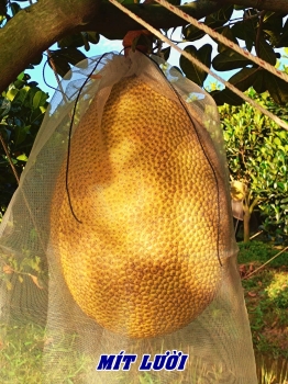 Thành quả mít Thái ruột đỏ xài Phân Bón Hiệu Con Lười F35 tại Vĩnh Long – Nhìn là mê!