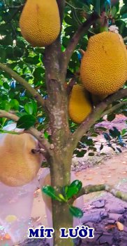 Vườn mít ruột đỏ của anh Tuấn tại xã Thành Trung, huyện Bình Tân, tỉnh Vĩnh Long sử dụng phân bón hiệu Con Lười F35 phát triển vượt trội