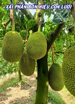 GHÉ THĂM VƯỜN MÍT THÁI TẠI THÁP MƯỜI – ĐỒNG THÁP XÀI PHÂN BÓN HIỆU CON LƯỜI F35