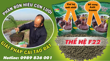 Cách bón phân cho lúa vụ Đông Xuân đạt năng suất cao và tối ưu hiệu quả kinh tế?