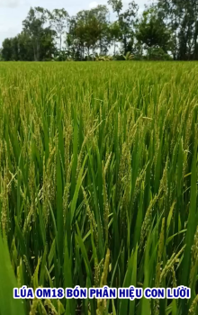 Lúa OM18 được 70 ngày tuổi tại xã thị trấn Mỹ An, huyện Tháp Mười, tỉnh Đồng Tháp sử dụng phân bón hiệu Con Lười F35