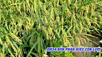 Phân bón hiệu Con Lười: Giải pháp tối ưu cho giống lúa OM34 trong mùa Hè Thu 2023