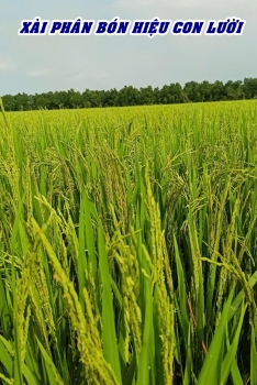 Ghi hình ngày 21/04/2026 tại ruộng lúa OM5451 Tháp Mười – Đồng Tháp sử dụng phân bón hiệu Con Lười F35