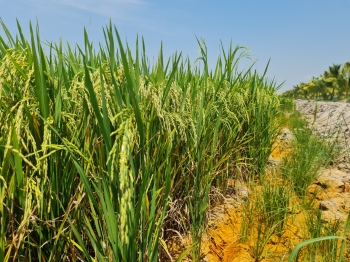 Năng suất lúa OM5451 trồng trên đất phèn sử dụng phân bón hiệu Con Lười cao vượt trội