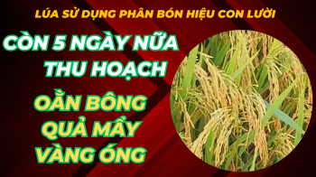 Lúa sử dụng phân bón hiệu Con Lười của nhà anh Trần Kiều tại huyện Thoại Sơn, tỉnh An Giang