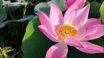 Ghi hình tại đầm sen sử dụng phân bón hiệu Con Lười của anh Trinh tại xã Vĩnh Lợi, huyện Tân Hưng, tỉnh Long An