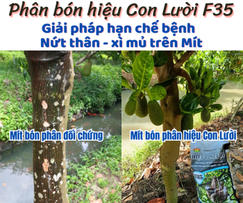 PHÂN BÓN HIỆU CON LƯỜI F35 - GIẢI PHÁP HẠN CHẾ BỆNH NỨT THÂN, XÌ MỦ TRÊN MÍT