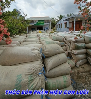 Nông dân huyện Tháp Mười, tỉnh Đồng Tháp đang thu hoạch lúa sử dụng phân bón hiệu Con Lười F35