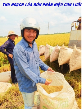 Nông dân huyện Tháp Mười tỉnh Đồng Tháp đang thu hoạch lúa Om18 sử dụng phân bón hiệu Con Lười