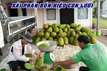 Anh Triệu tại Tháp Mười, Đồng Tháp phấn khởi thu hoạch 2,5 tấn mít Thái nhờ bí quyết xài phân bón hiệu Con Lười F35