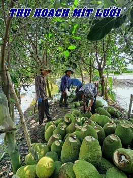 Hiệu Quả Vượt Trội Của Phân Bón Hiệu Con Lười F35 Cho Mít Thái Tại Tháp Mười, Đồng Tháp