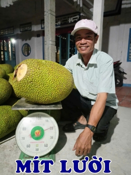 Xài Phân Bón Con Lười F35 – Bí Quyết Giúp Mít Cho Trái Nây, Mã Đẹp, Nhìn Là Mê!