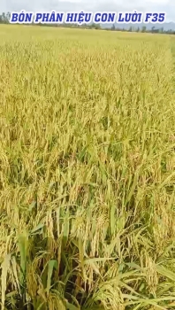 Ruộng Lúa Bón Phân Hiệu Con Lười Tại An Giang Giai Đoạn Sắp Thu Hoạch