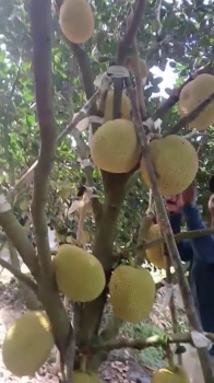 TUYỂN TRÁI VƯỜN MÍT RUỘT ĐỎ XÀI PHÂN BÓN HIỆU CON LƯỜI F35 TẠI THỚI LONG - CẦN THƠ