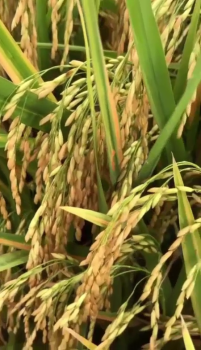 Sử dụng phân bón hiệu Con Lười F22 cho lúa OM5451 - Hiệu quả rất tuyệt vời tại huyện Cờ Đỏ, TP Cần Thơ