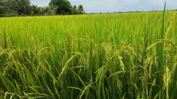 Lúa OM5451 vụ Hè Thu của anh Út Lớn tại xã Vĩnh Thuận, huyện Vĩnh Hưng, tỉnh Long An đã được 80 ngày tuổi và đã được bón phân hiệu Con Lười.