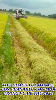 Nông dân Châu Phú - An Giang phấn khởi thu hoạch ruộng Lúa OM5451 bón phân hiệu Con Lười trong vụ Hè Thu 2023