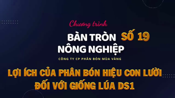 Bàn tròn nông nghiệp số 19: Lợi ích của phân bón hiệu Con Lười đối với giống lúa DS1