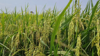 Phân bón hiệu Con Lười - Phân bón tốt nhất cho cây lúa