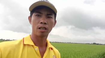 Chúng tôi vui mừng chia sẻ thực tế lúa Đài Thơm Tám bón phân hiệu Con Lười F22 của anh Hận tại huyện Vĩnh Lợi, tỉnh Bạc Liêu