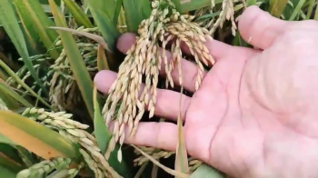 Bà con tỉnh An Giang hân hoan chia sẻ kết quả ấn tượng từ những video thực tế về lúa bón phân hiệu Con Lười