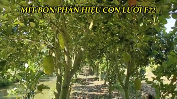 Khám phá vườn Mít bón phân hiệu Con Lười F22 tại xã Mỹ An, huyện Tháp Mười, tỉnh Đồng Tháp