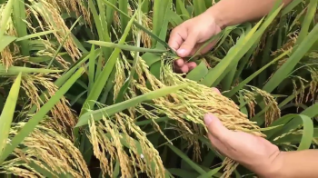 Đặc điểm ưu việt của bông lúa sử dụng phân bón hiệu Con Lười là gì?