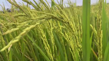 Ghi hình lúa OM18 bón phân hiệu Con Lười của anh Minh tại xã Tân Hòa, huyện Châu Thành A, tỉnh Hậu Giang vào ngày 03/09/2023