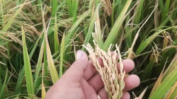 Khám phá sự khác biệt giữa ruộng Lúa bón phân Con Lười với ruộng Lúa đối chứng tại Hòa Bình - Bạc Liêu| Hè Thu 2023