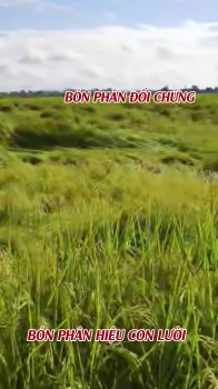 So sánh khả năng chống đổ ngã của ruộng lúa bón phân hiệu Con Lười với ruộng đối chứng tại Easup - Đắk Lắk